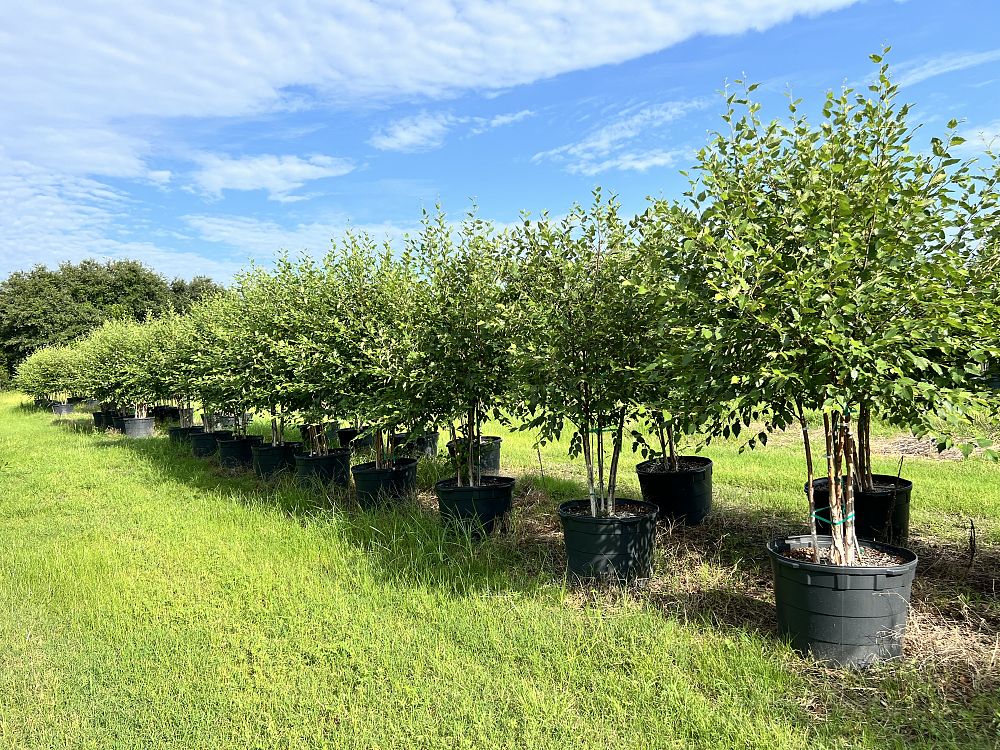 betula-nigra-bnmtf-riverbirch-dura-heat
