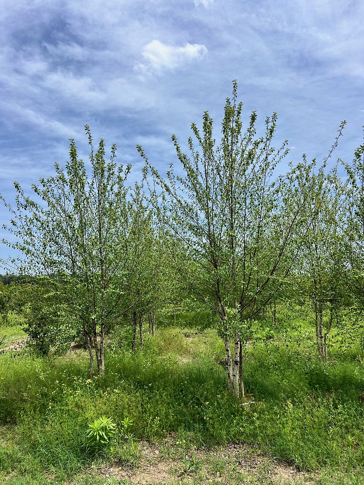 betula-nigra-bnmtf-riverbirch-dura-heat