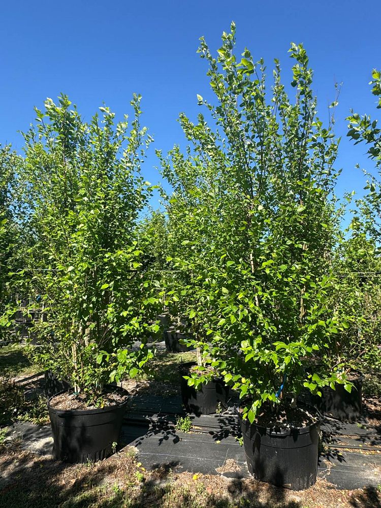 betula-nigra-bnmtf-riverbirch-dura-heat
