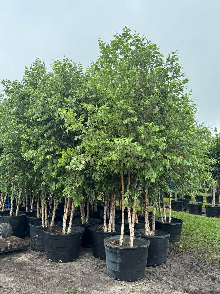 betula-nigra-bnmtf-riverbirch-dura-heat