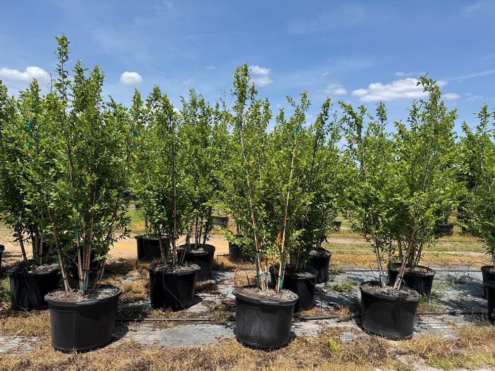 betula-nigra-bnmtf-riverbirch-dura-heat