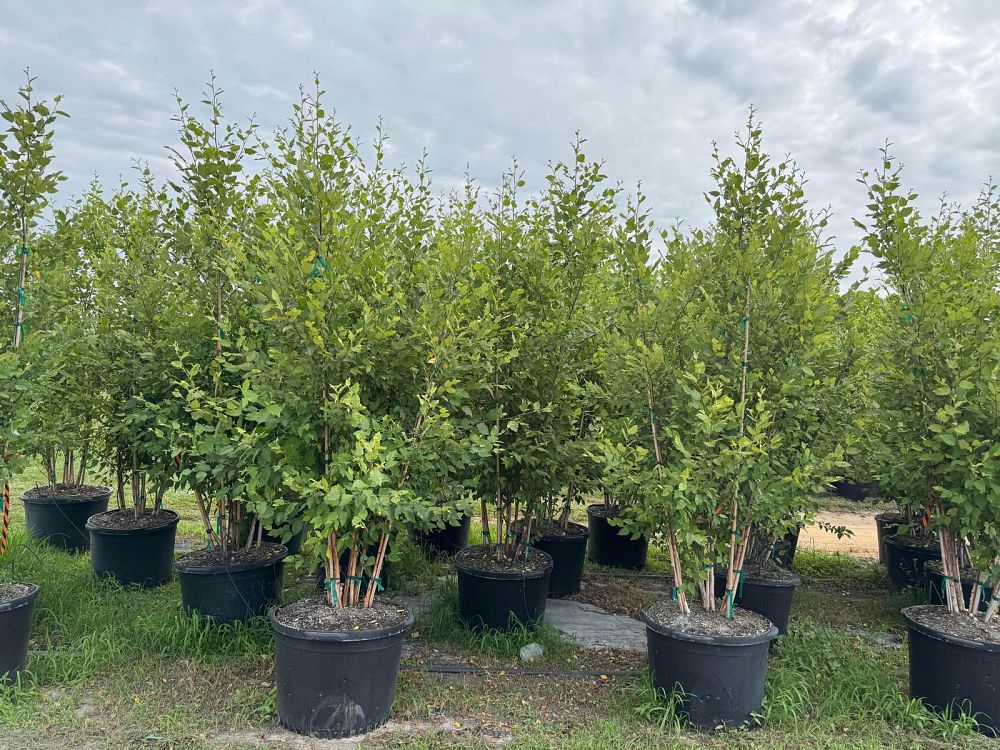 betula-nigra-bnmtf-riverbirch-dura-heat