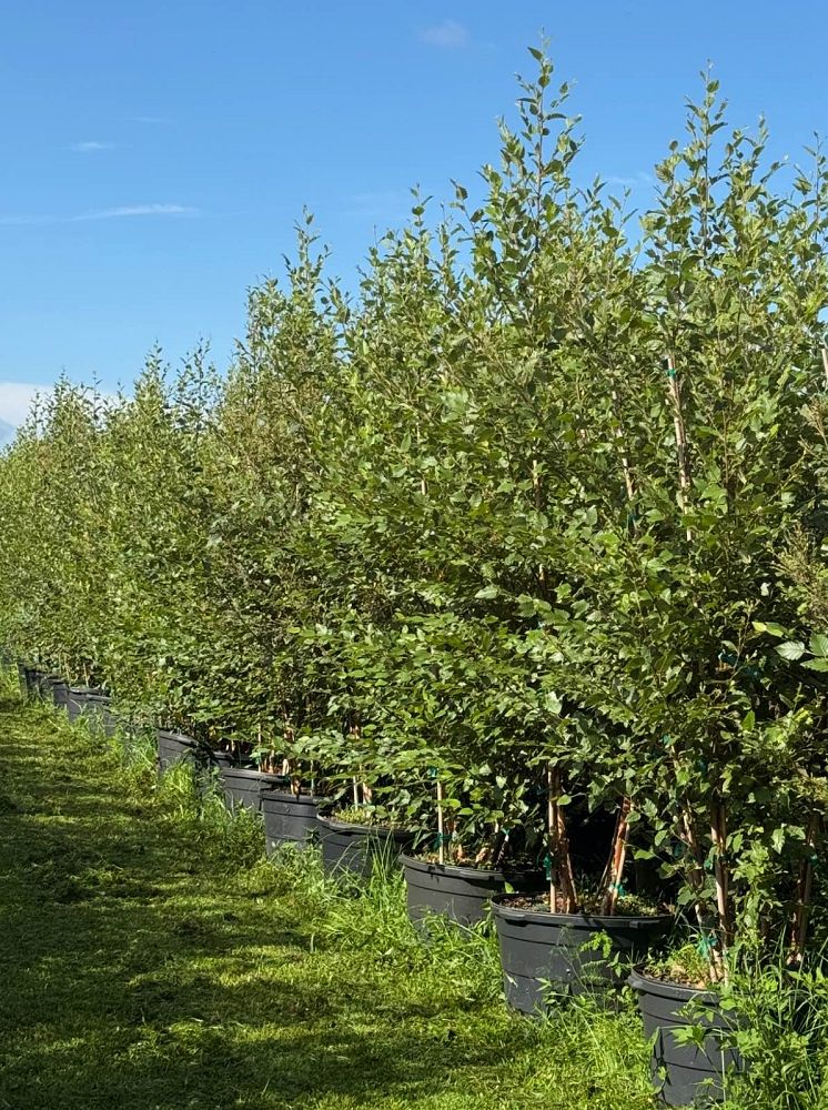 betula-nigra-bnmtf-riverbirch-dura-heat