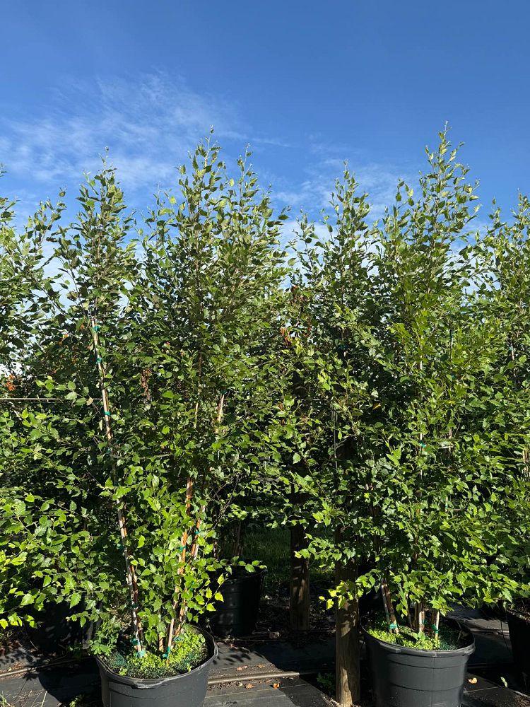 betula-nigra-bnmtf-riverbirch-dura-heat