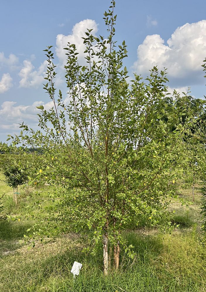 betula-nigra-bnmtf-riverbirch-dura-heat