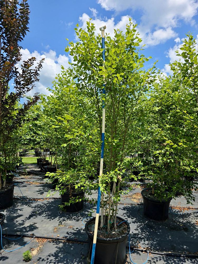 betula-nigra-bnmtf-riverbirch-dura-heat