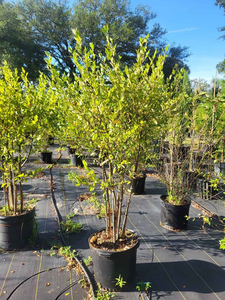 betula-nigra-bnmtf-riverbirch-dura-heat
