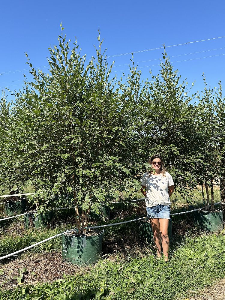 betula-nigra-bnmtf-riverbirch-dura-heat