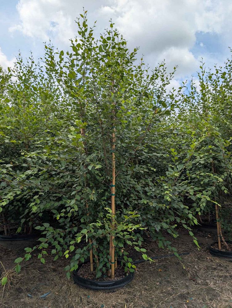 betula-nigra-bnmtf-riverbirch-dura-heat