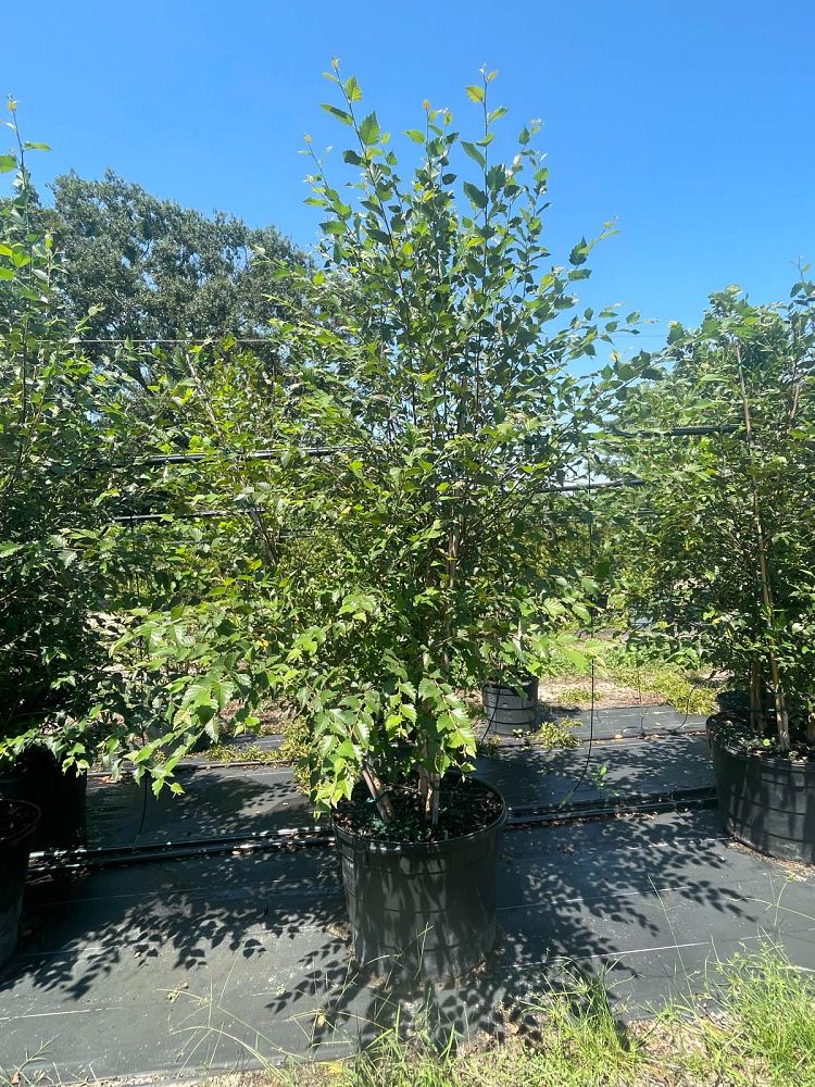 betula-nigra-bnmtf-riverbirch-dura-heat