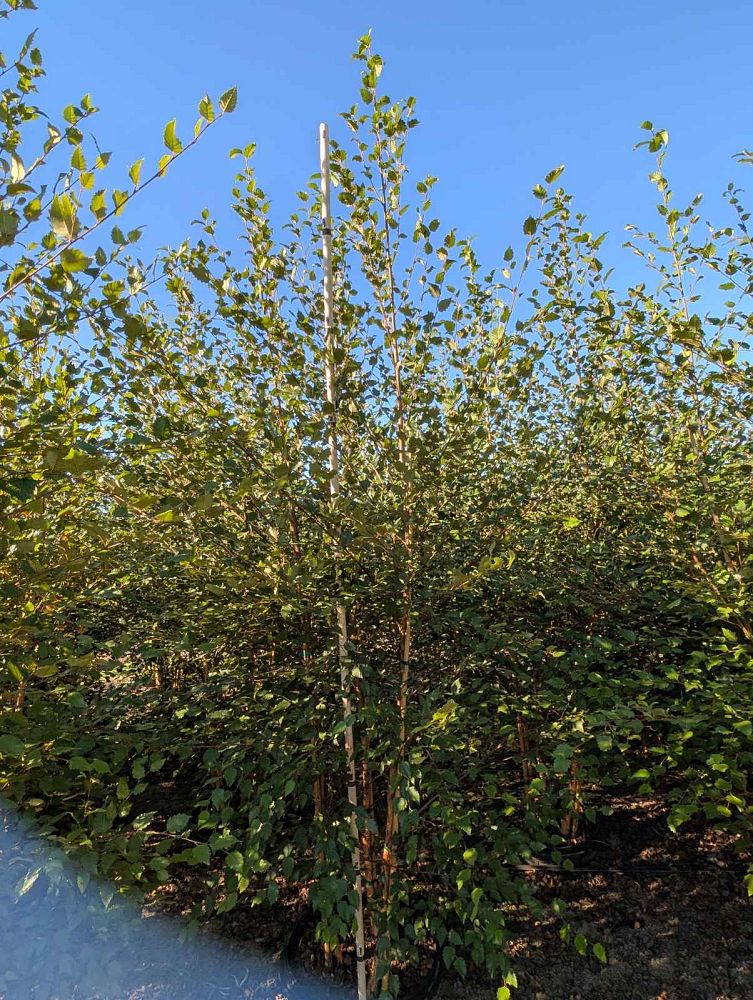 betula-nigra-bnmtf-riverbirch-dura-heat