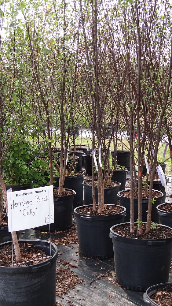 betula-nigra-cully-riverbirch