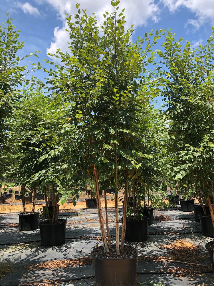 Monticello Nurseries