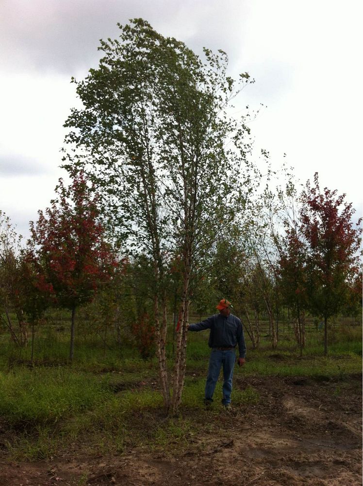 betula-nigra-heritage-riverbirch