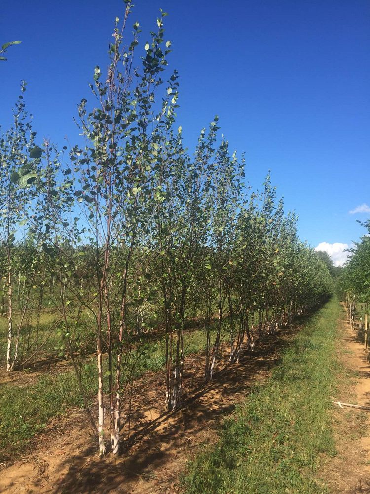 betula-nigra-heritage-riverbirch