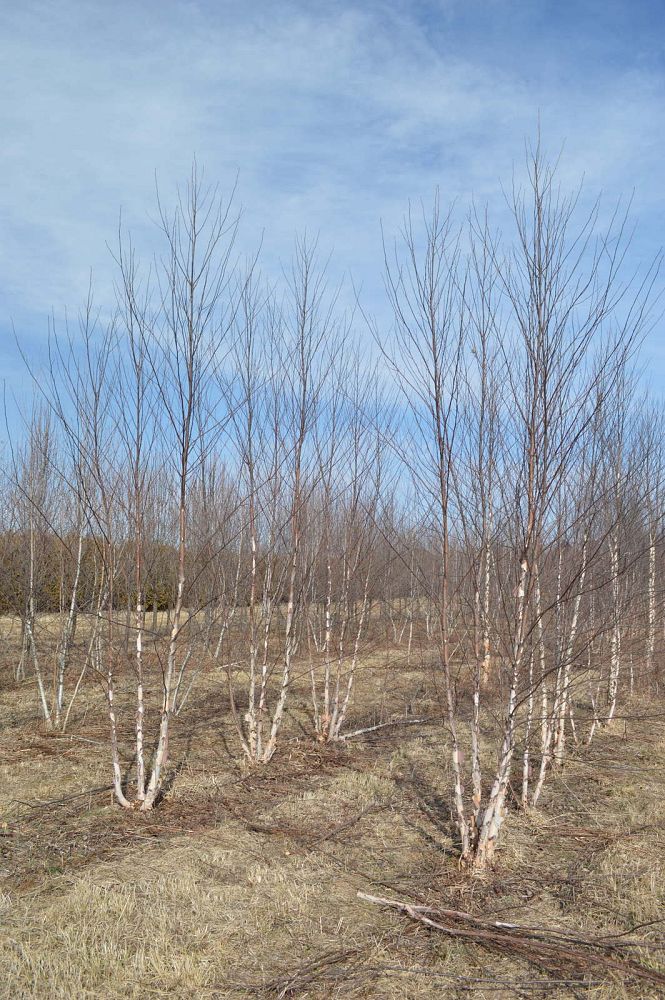 betula-nigra-heritage-riverbirch