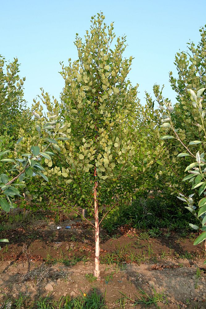 betula-nigra-heritage-riverbirch