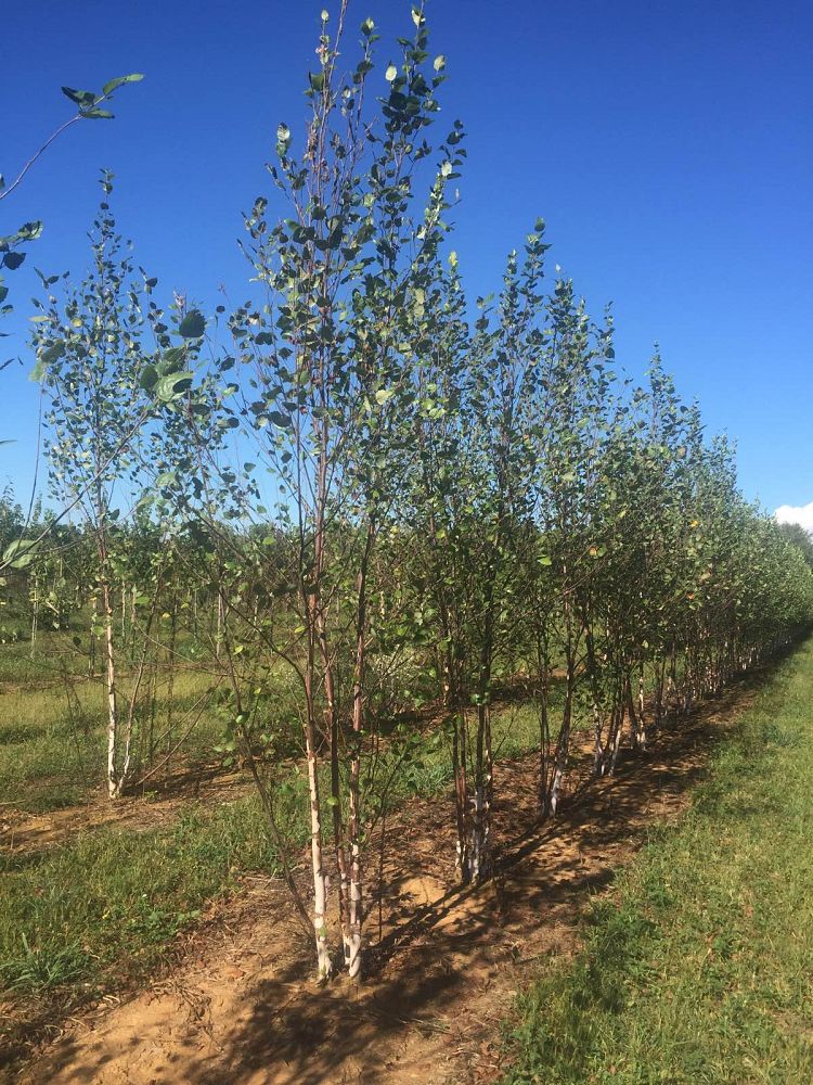 betula-nigra-heritage-riverbirch