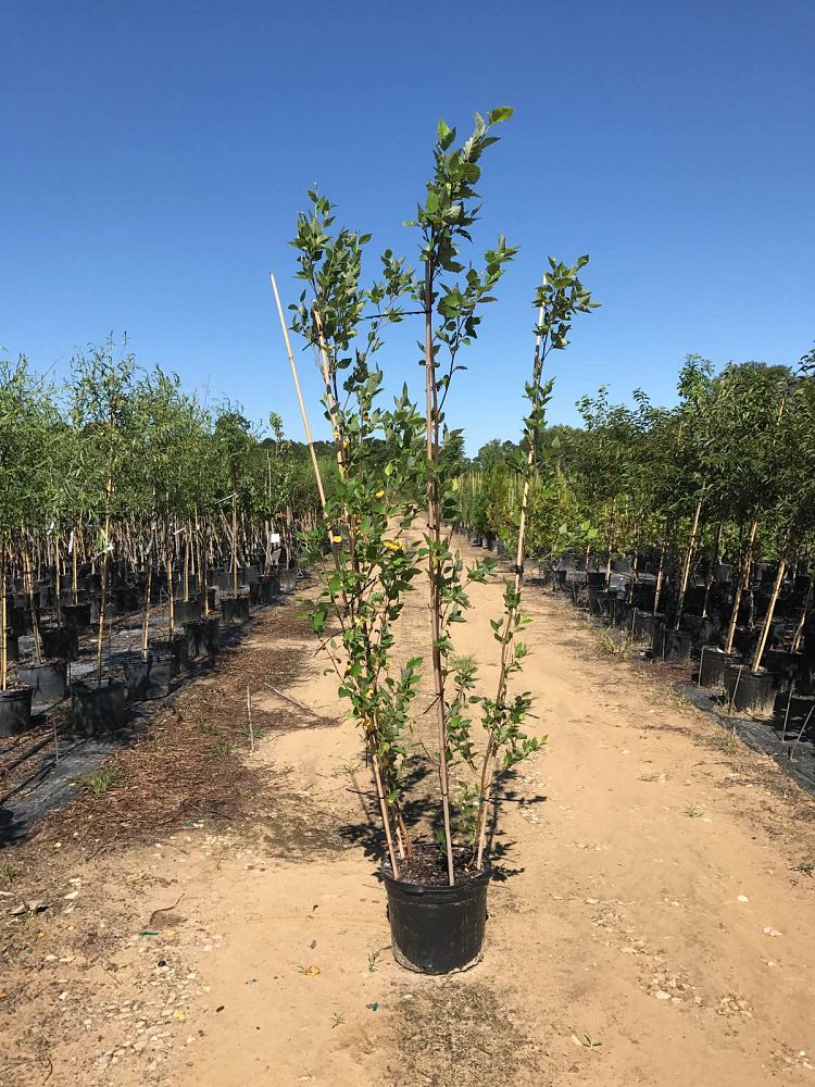 betula-nigra-heritage-riverbirch