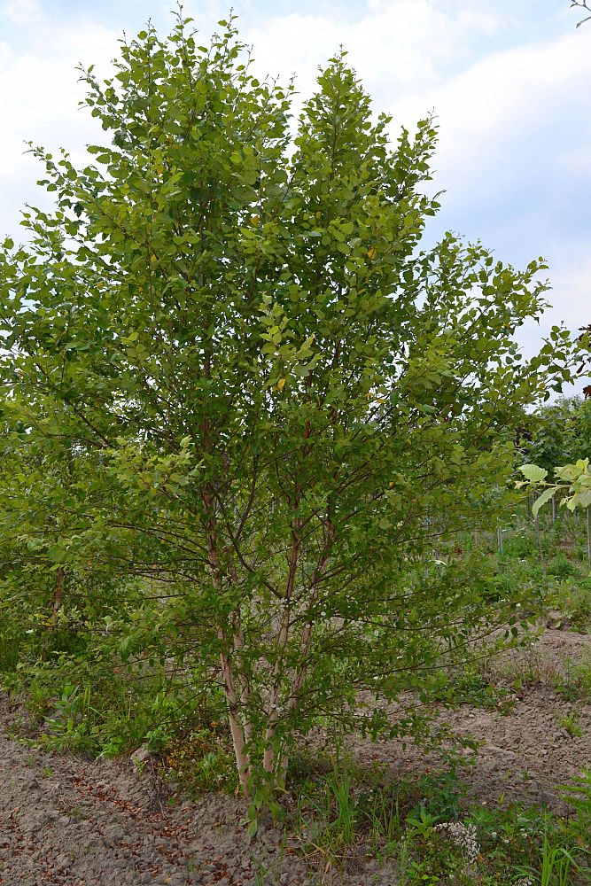 betula-nigra-heritage-riverbirch