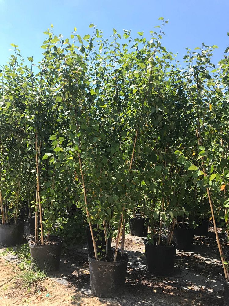betula-nigra-heritage-riverbirch