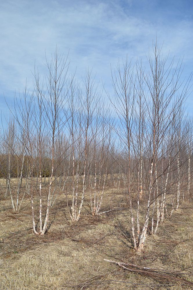 betula-nigra-heritage-riverbirch