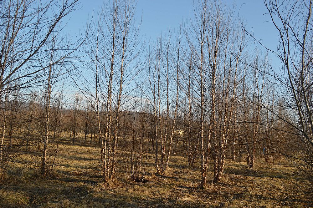 betula-nigra-heritage-riverbirch