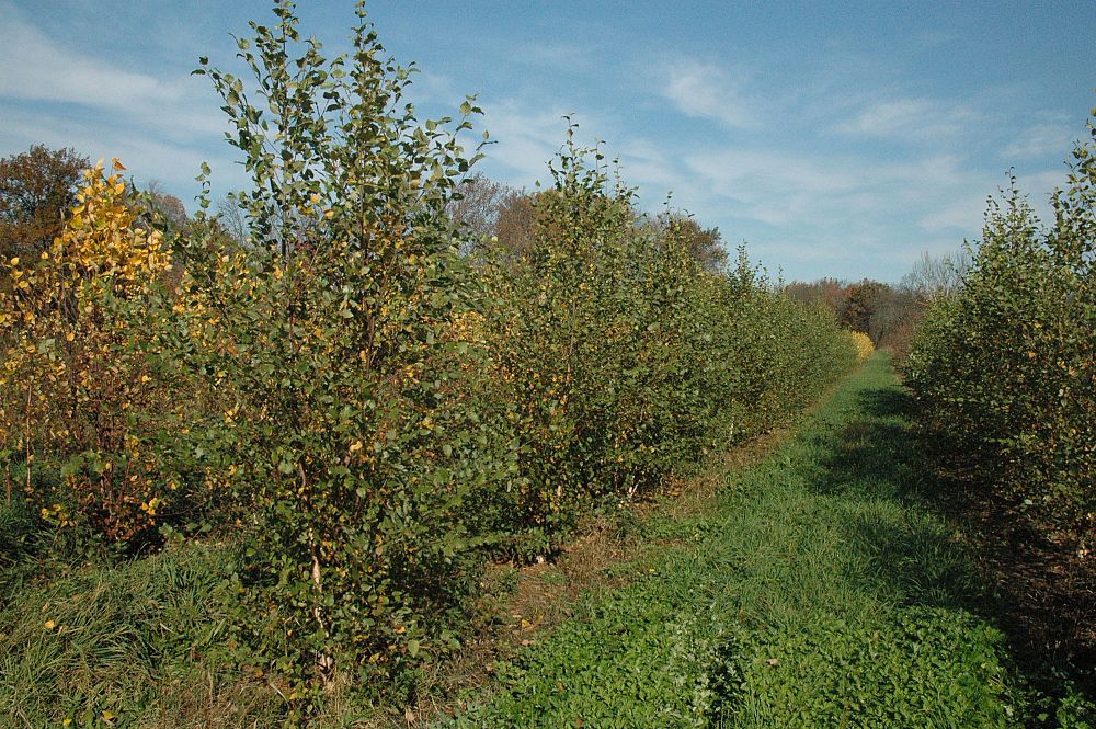 betula-nigra-heritage-riverbirch