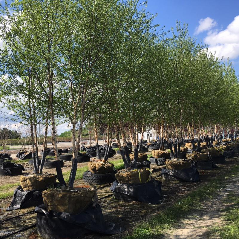 betula-nigra-heritage-riverbirch