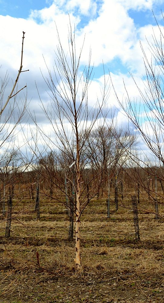 betula-nigra-heritage-riverbirch