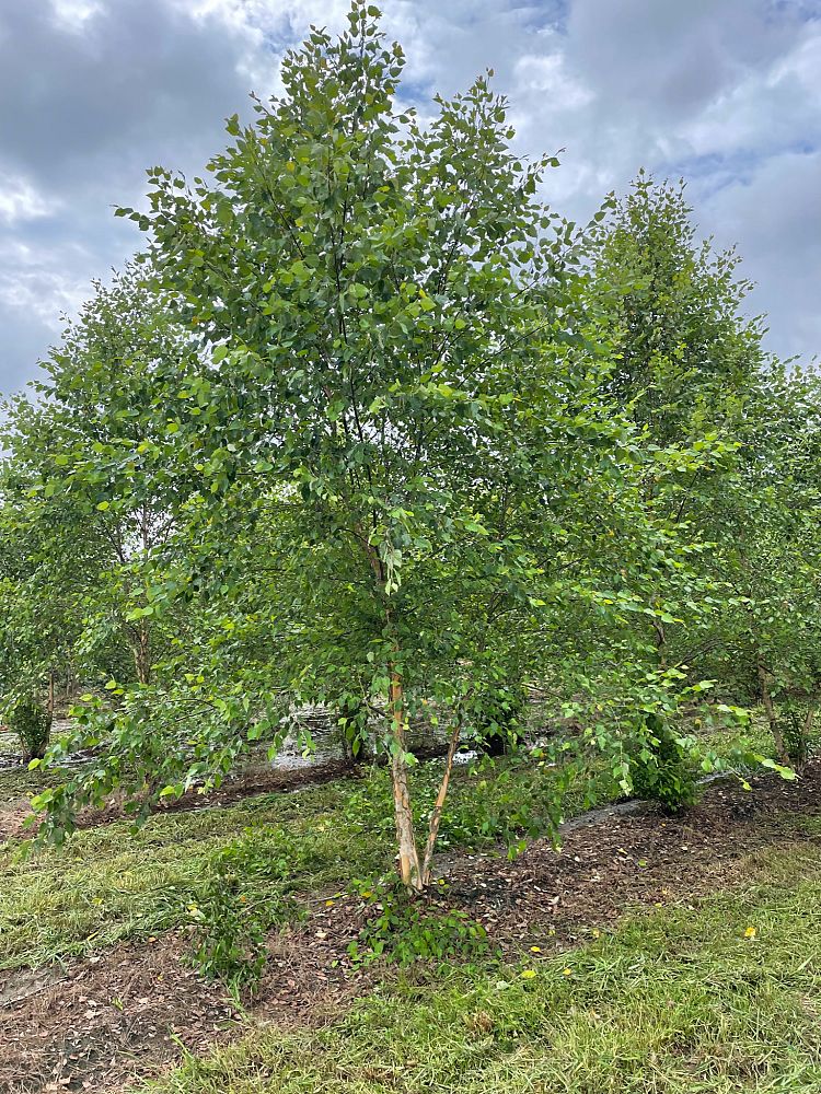 betula-nigra-heritage-riverbirch