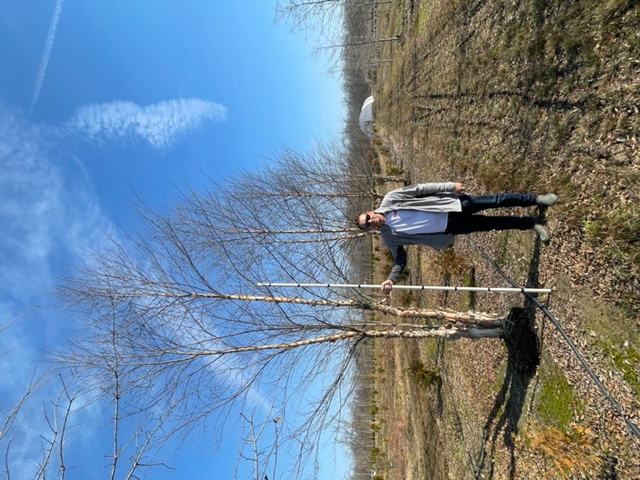 betula-nigra-heritage-riverbirch