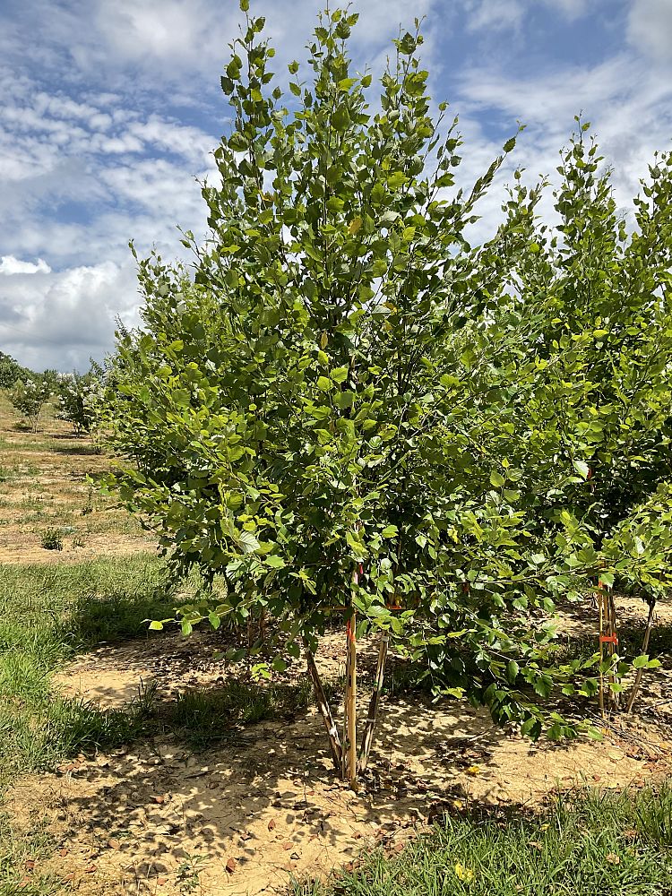 betula-nigra-heritage-riverbirch