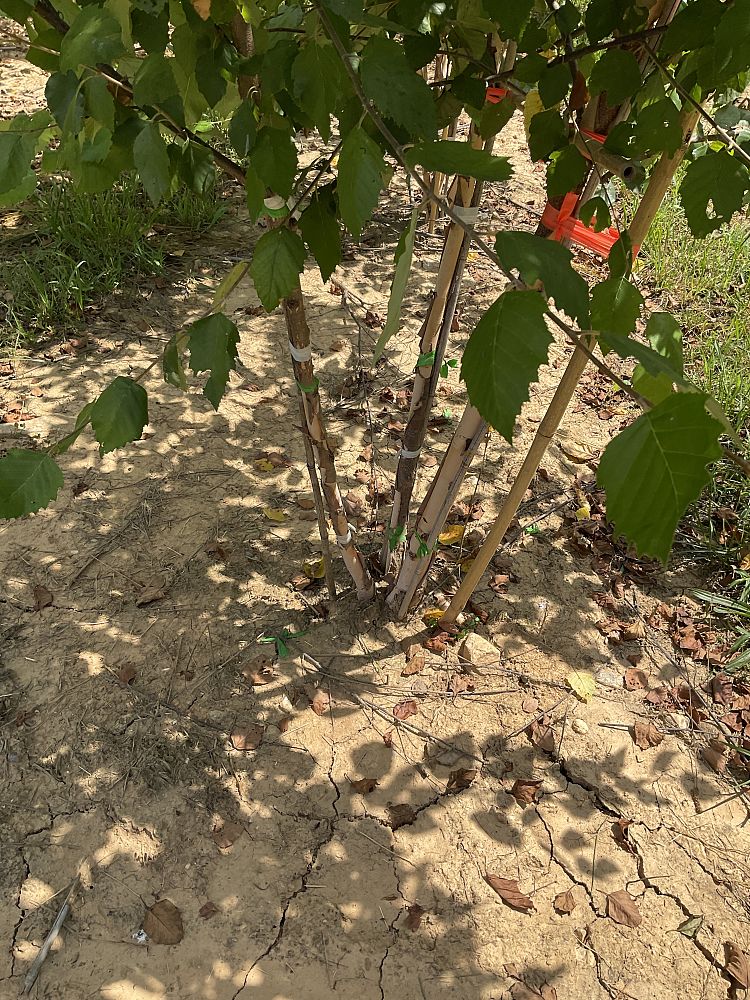 betula-nigra-heritage-riverbirch