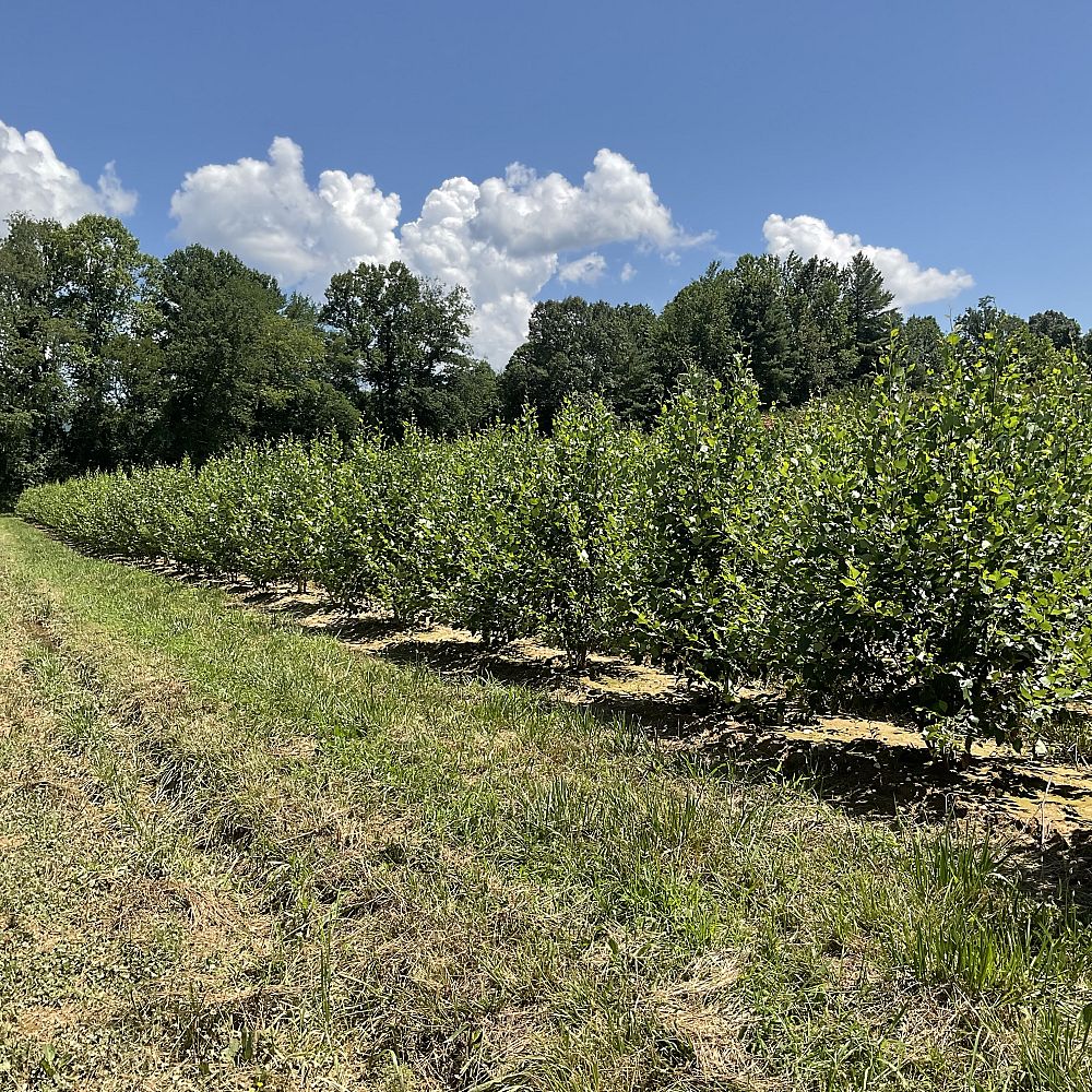 betula-nigra-heritage-riverbirch