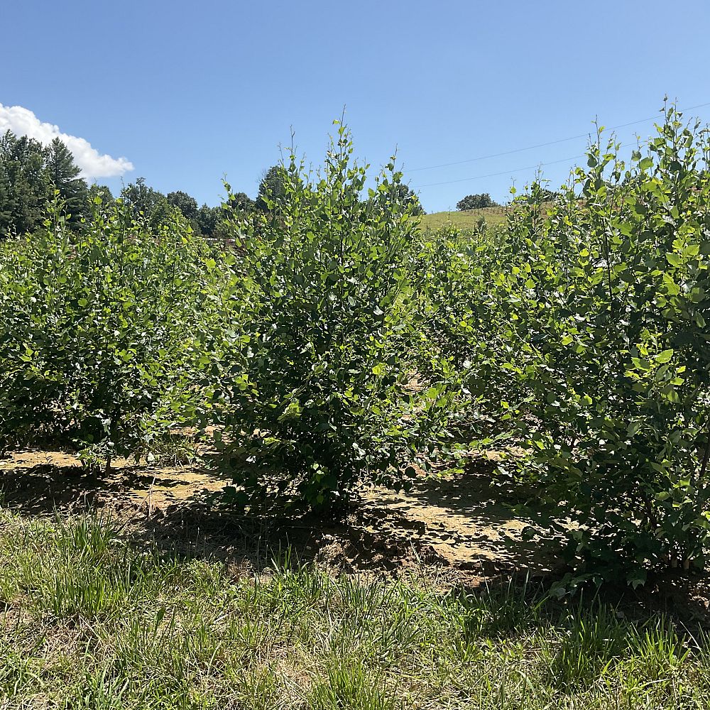 betula-nigra-heritage-riverbirch