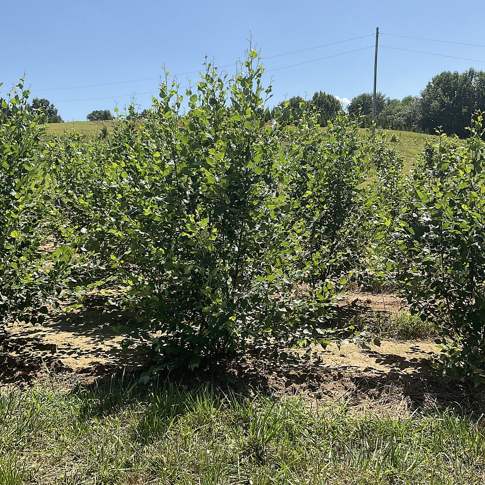 betula-nigra-heritage-riverbirch