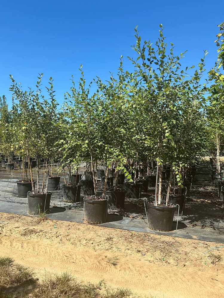 betula-nigra-heritage-riverbirch