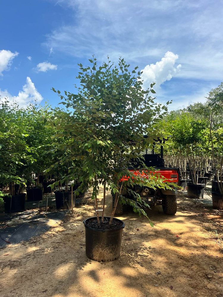 betula-nigra-heritage-riverbirch