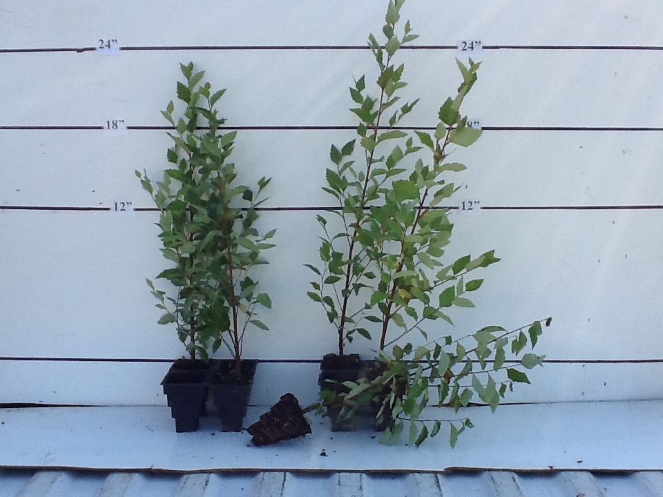 Locate Find Wholesale Plants Plantant Com