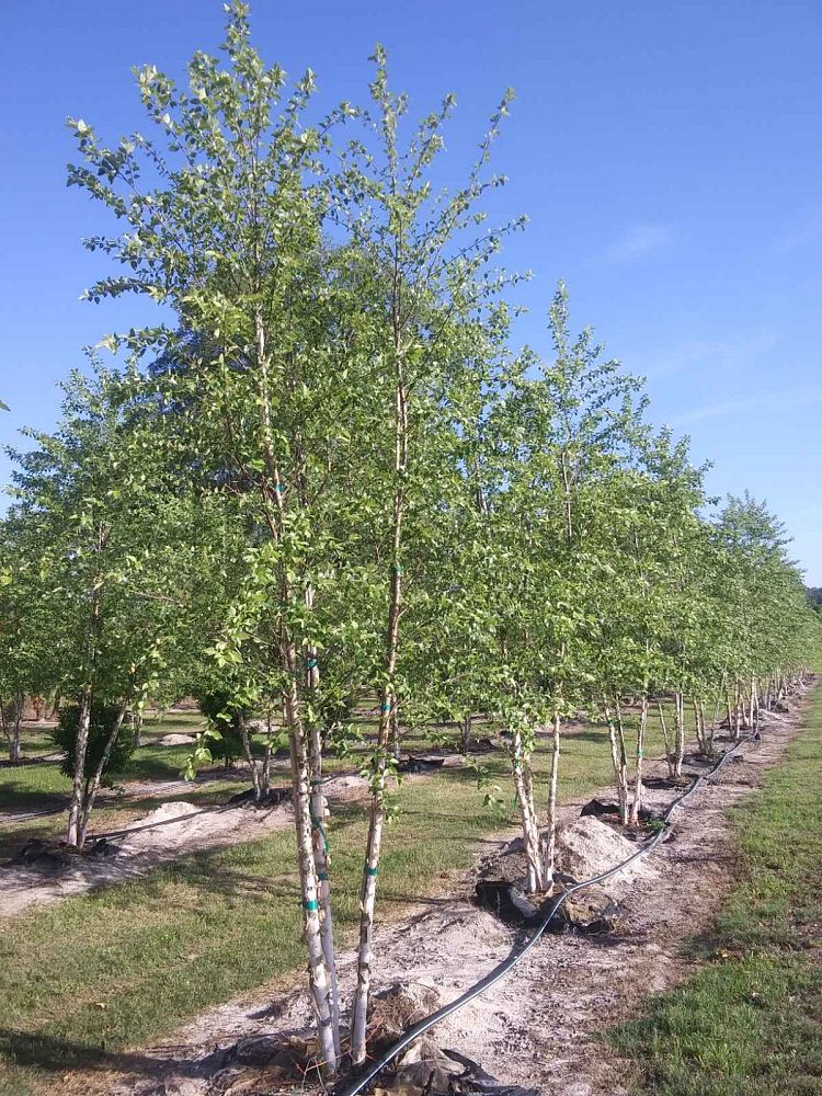 Shade Tree Nursery