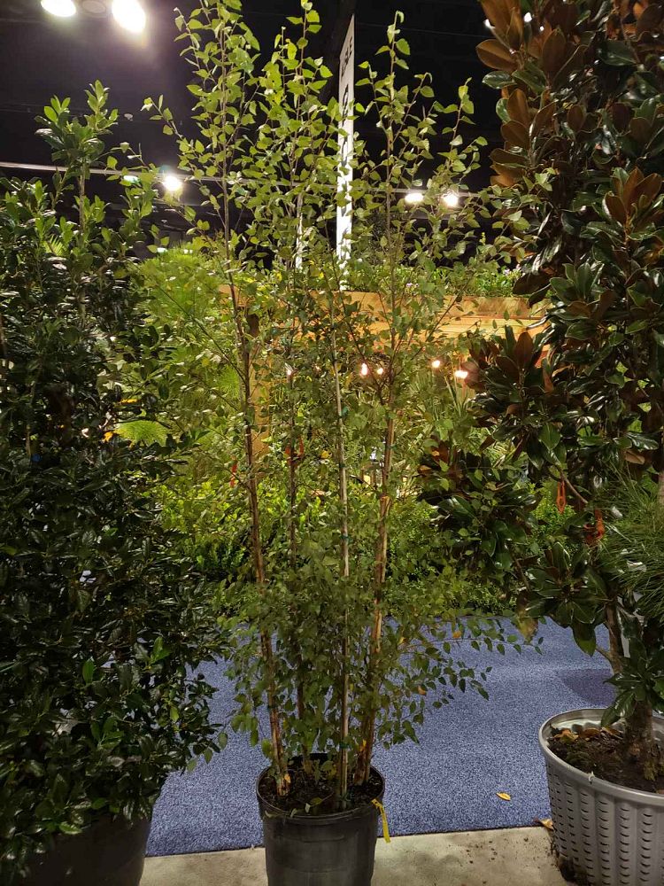 chase loans personal