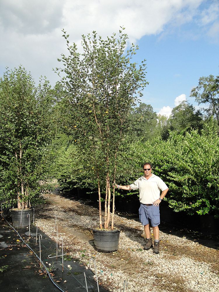 betula-nigra-riverbirch