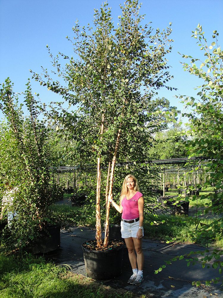 betula-nigra-riverbirch