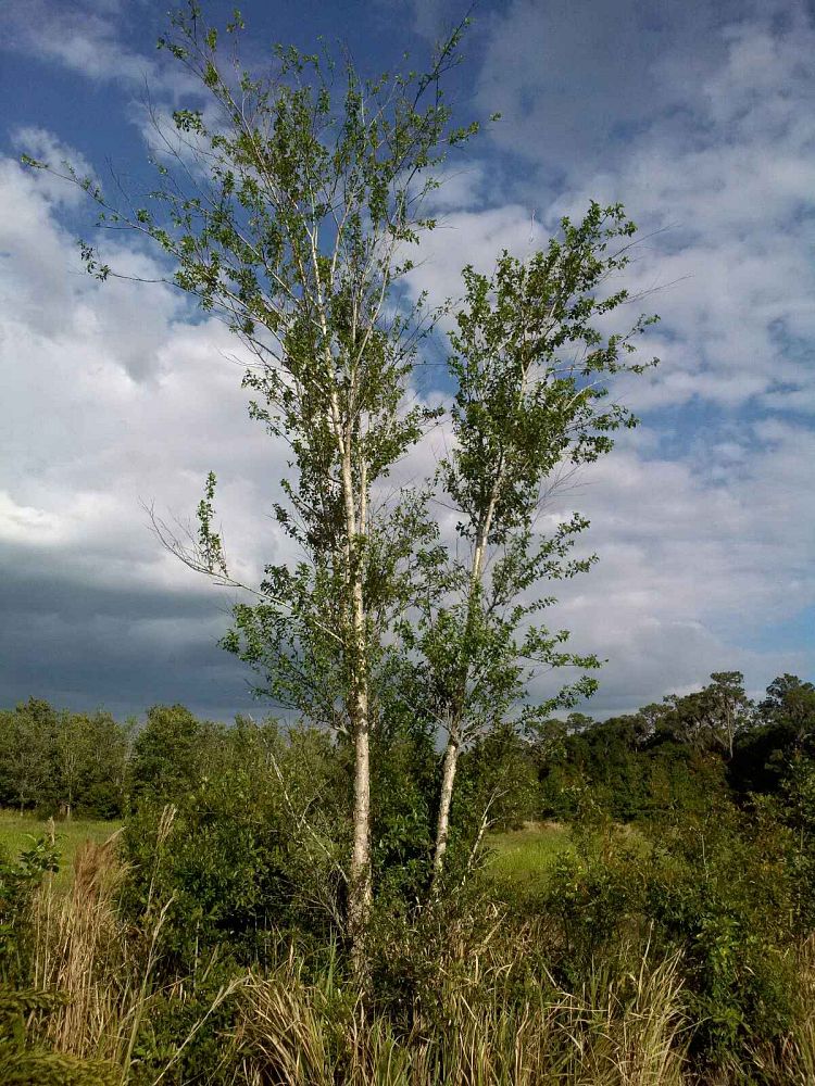 betula-nigra-riverbirch