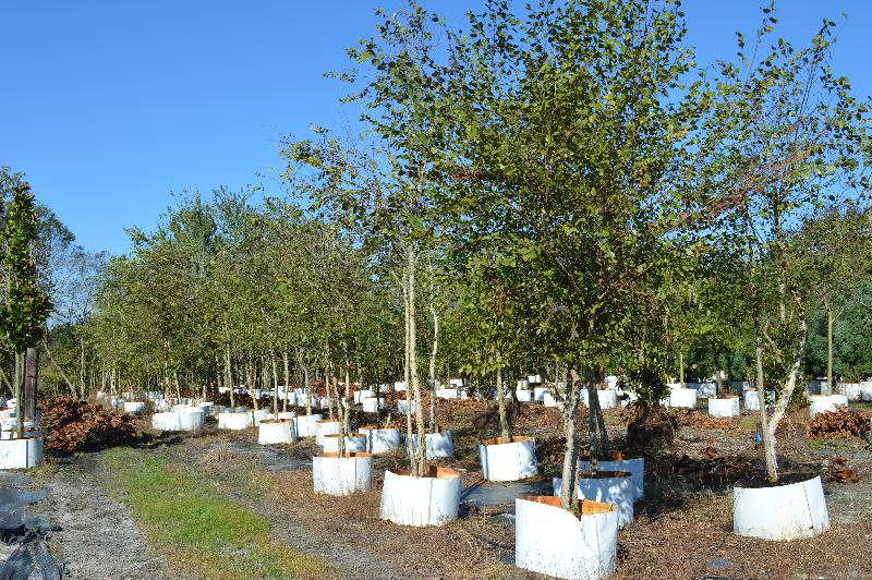 betula-nigra-riverbirch