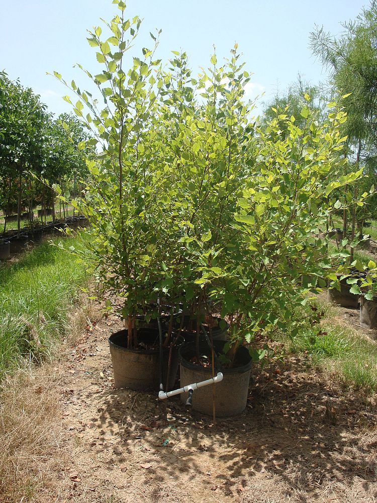 betula-nigra-riverbirch