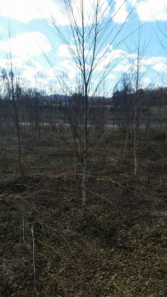 betula-nigra-riverbirch