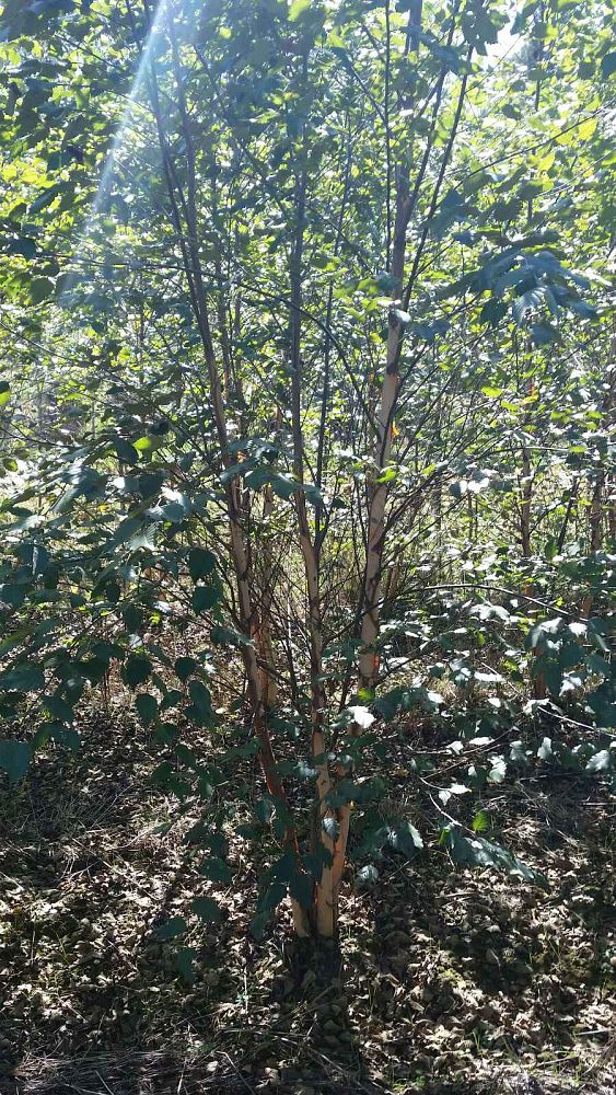 betula-nigra-riverbirch
