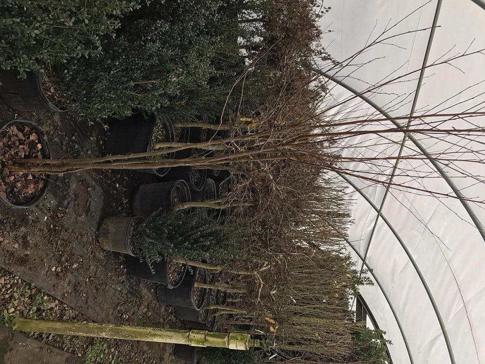 betula-nigra-riverbirch